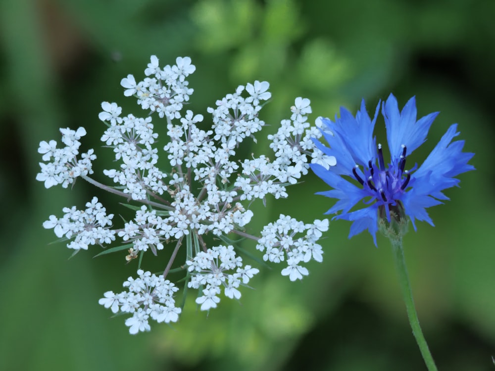 a close up of a flower