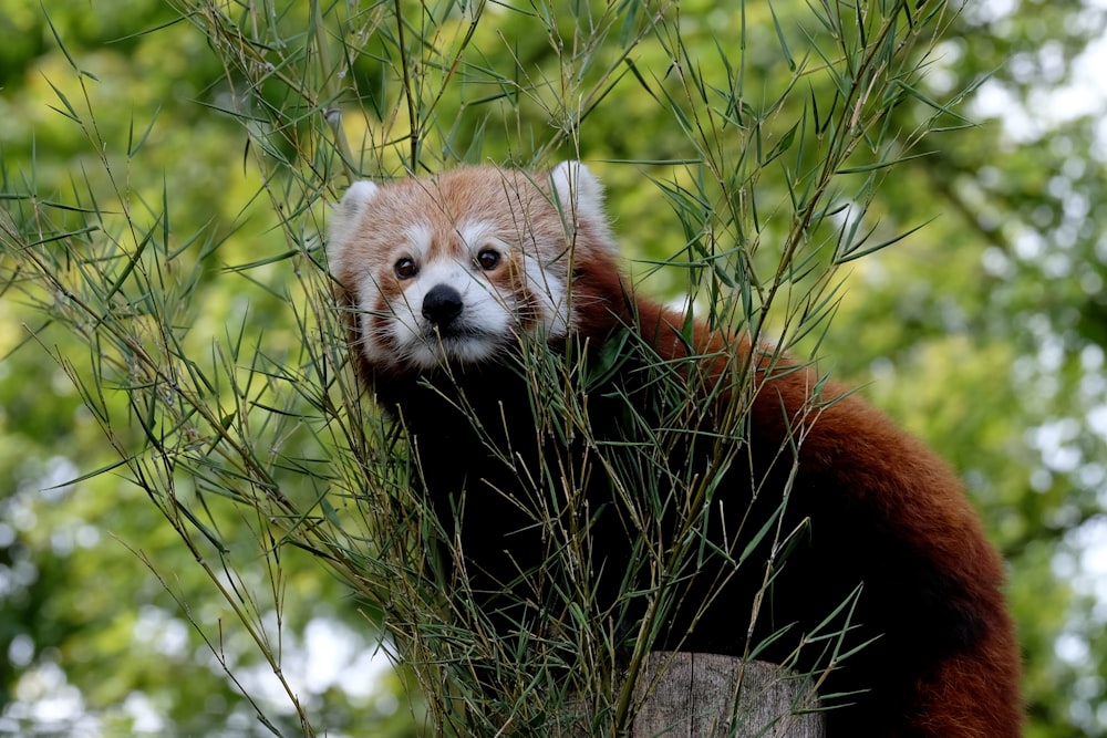 a red panda in a tree