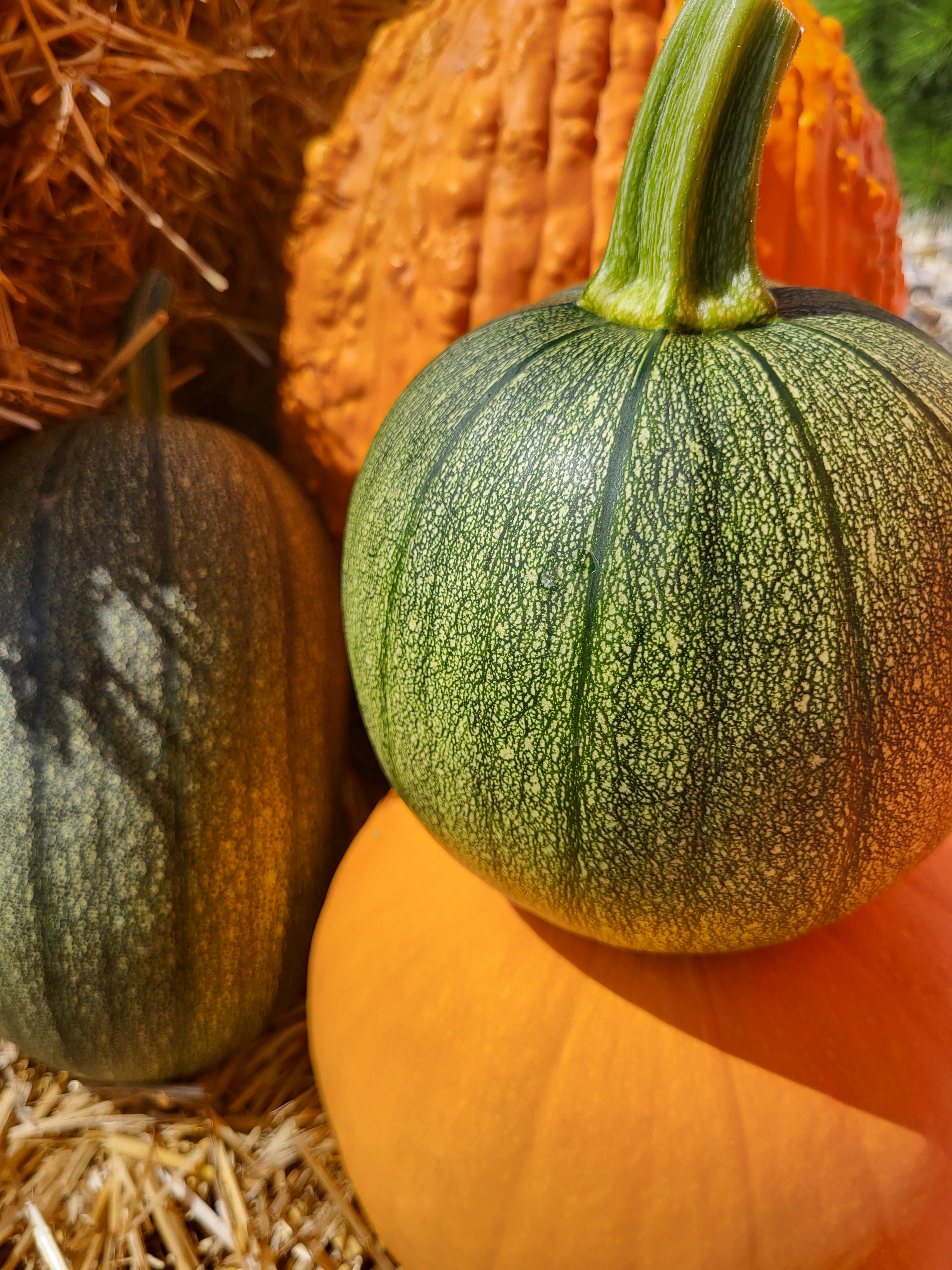 Photo by amaphotosforall