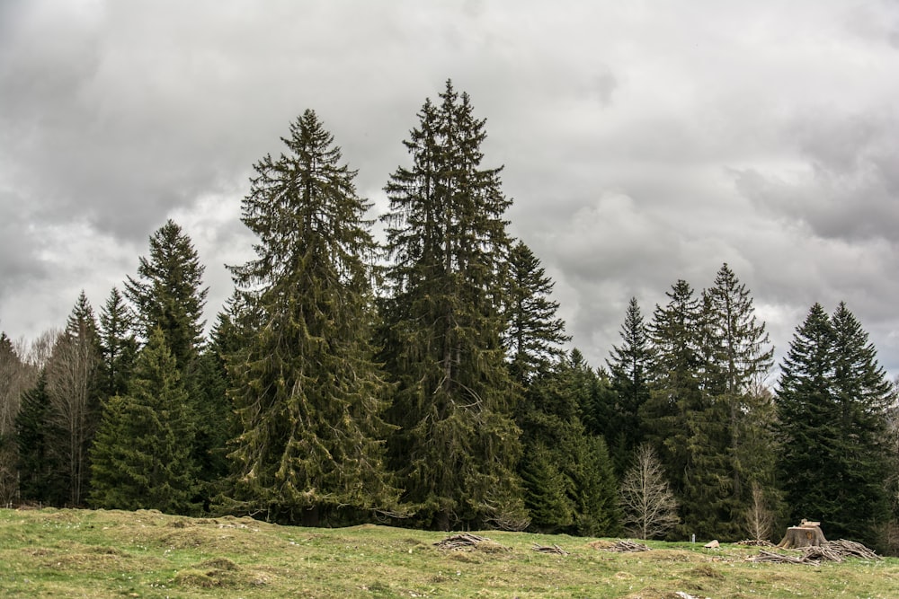 a group of trees in a field