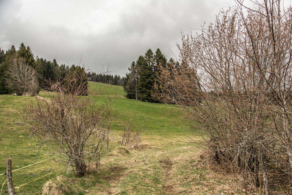 a grassy field with trees