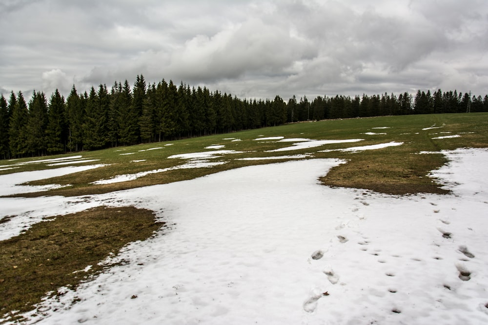 a snowy field with trees in the background