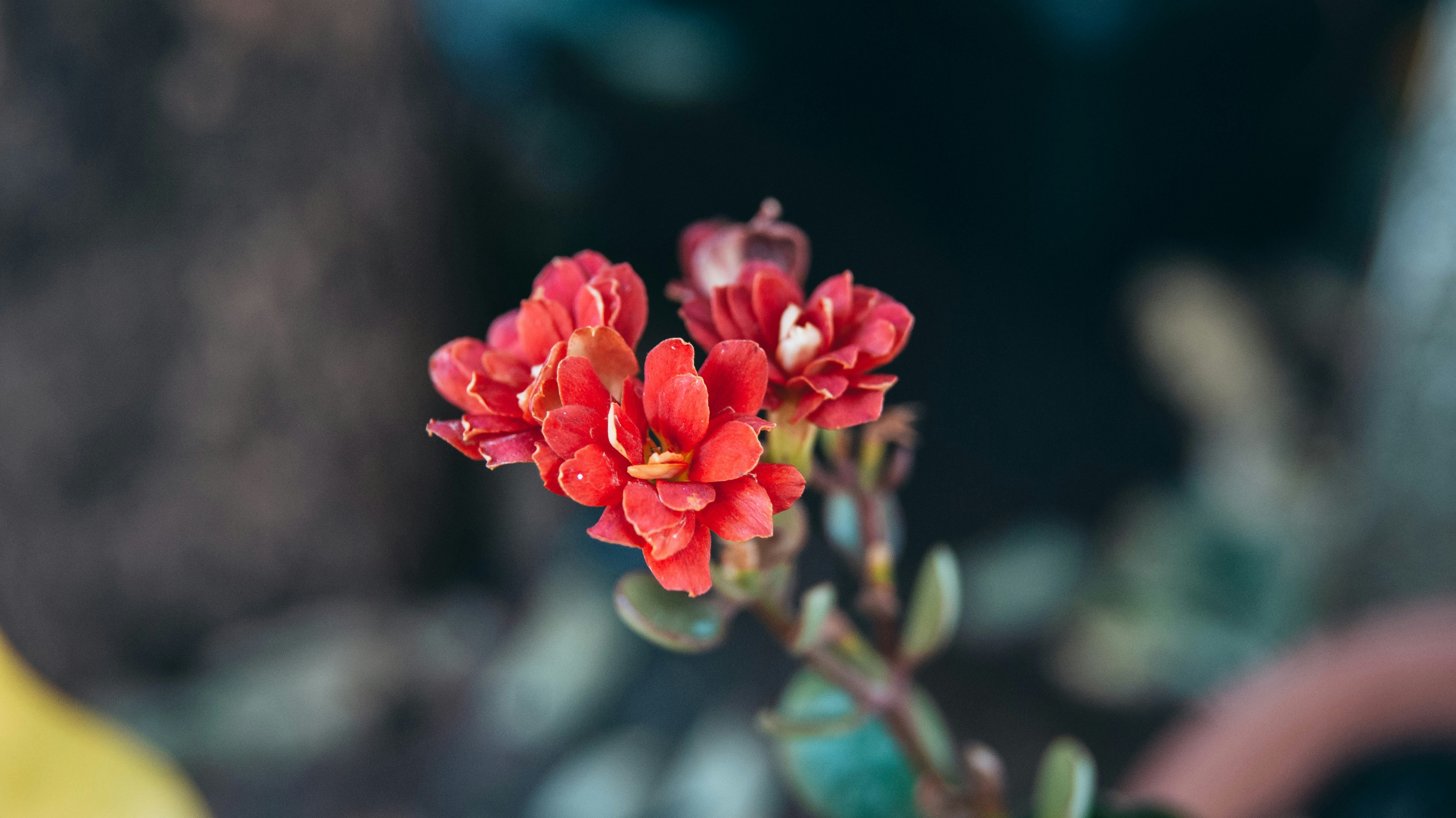 Photo by luizfe_matias