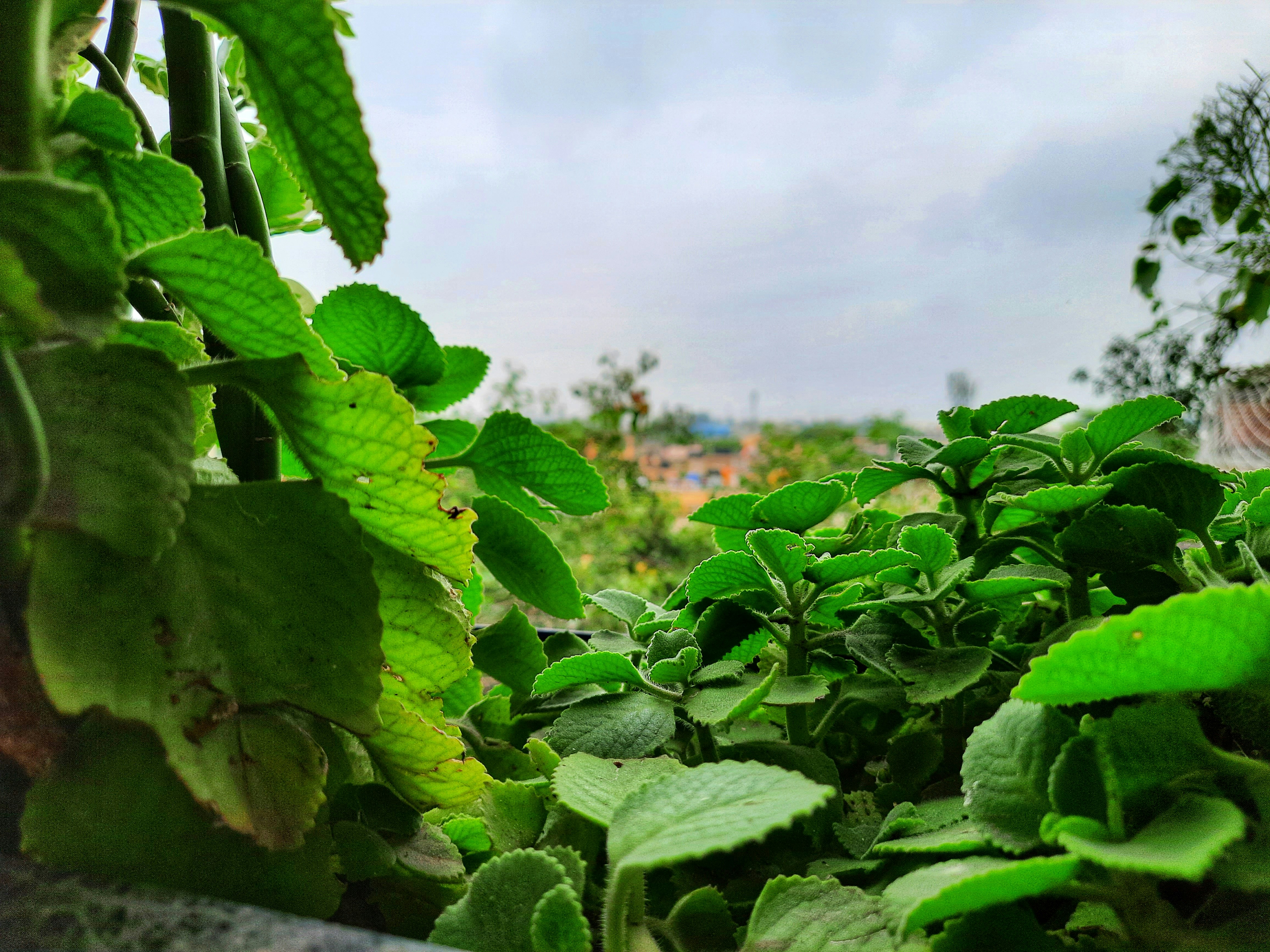 a close-up of some plants