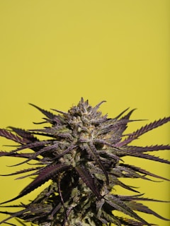 A close-up of a cannabis plant with detailed view of its buds and leaves. The leaves display a mix of purple and green colors against a bright yellow background.