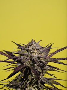 Purple Haze Buds
