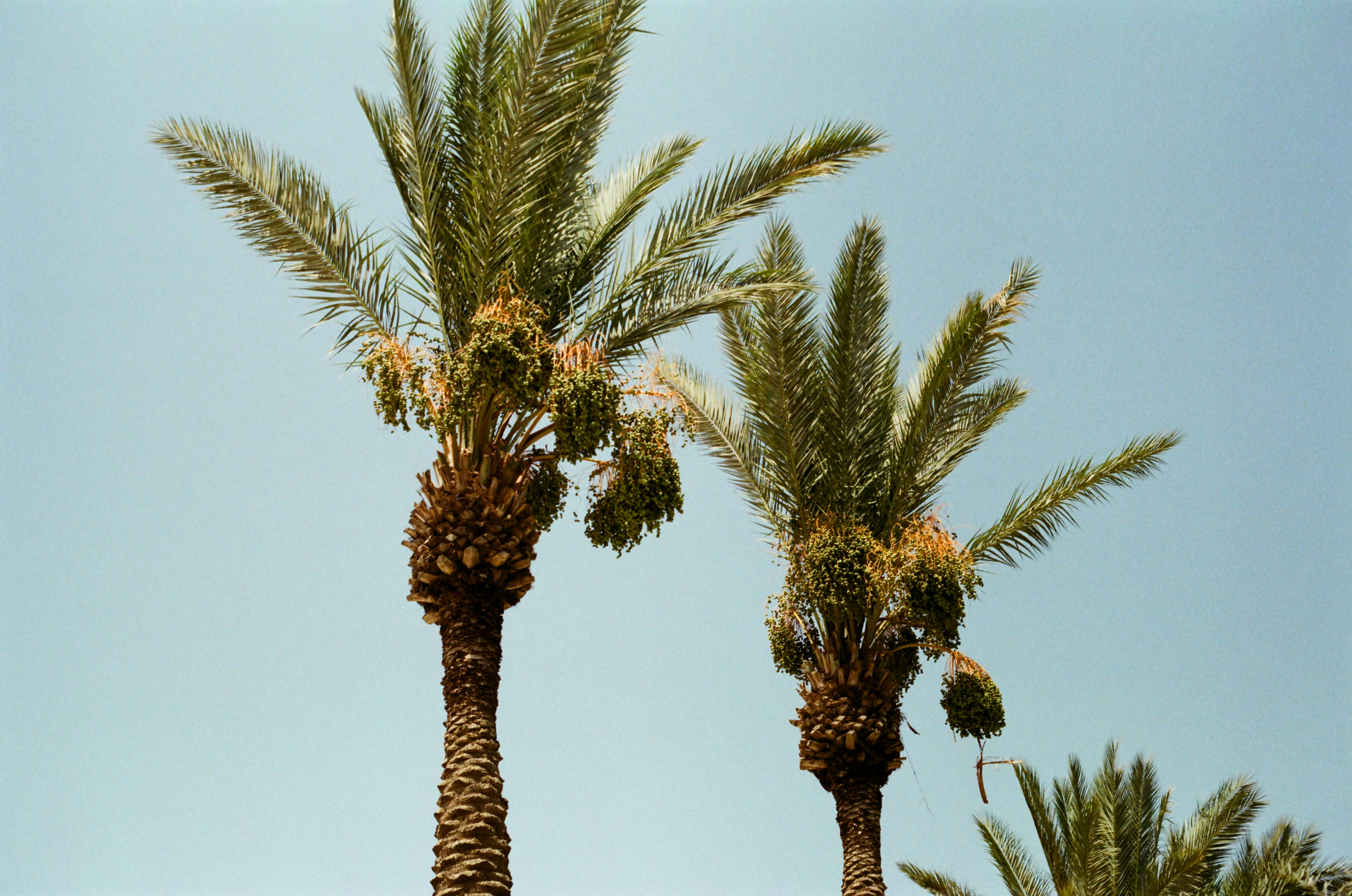 Desert palms