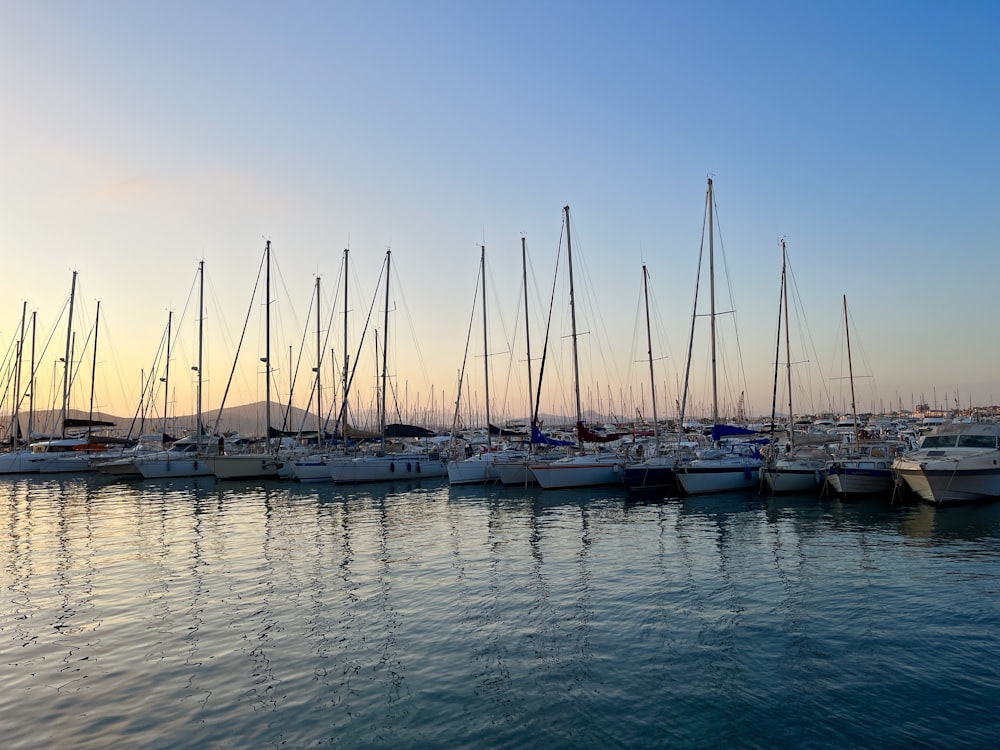 a harbor full of sailboats