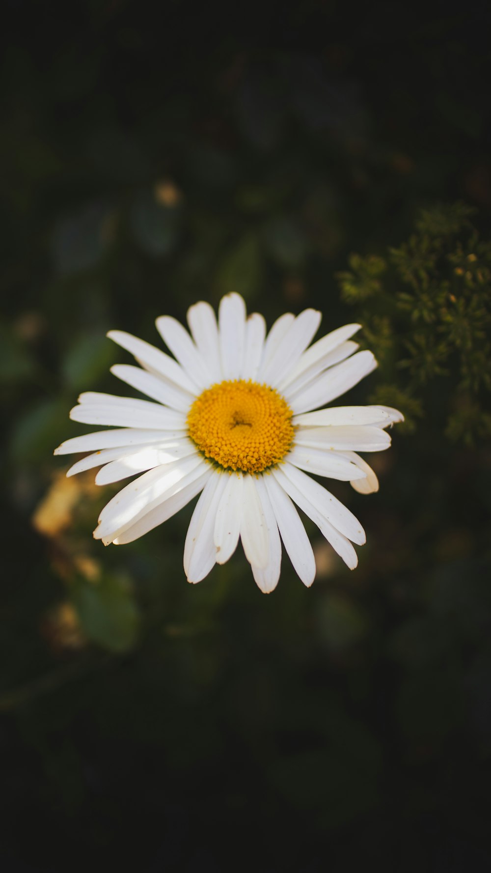 a white flower with yellow center