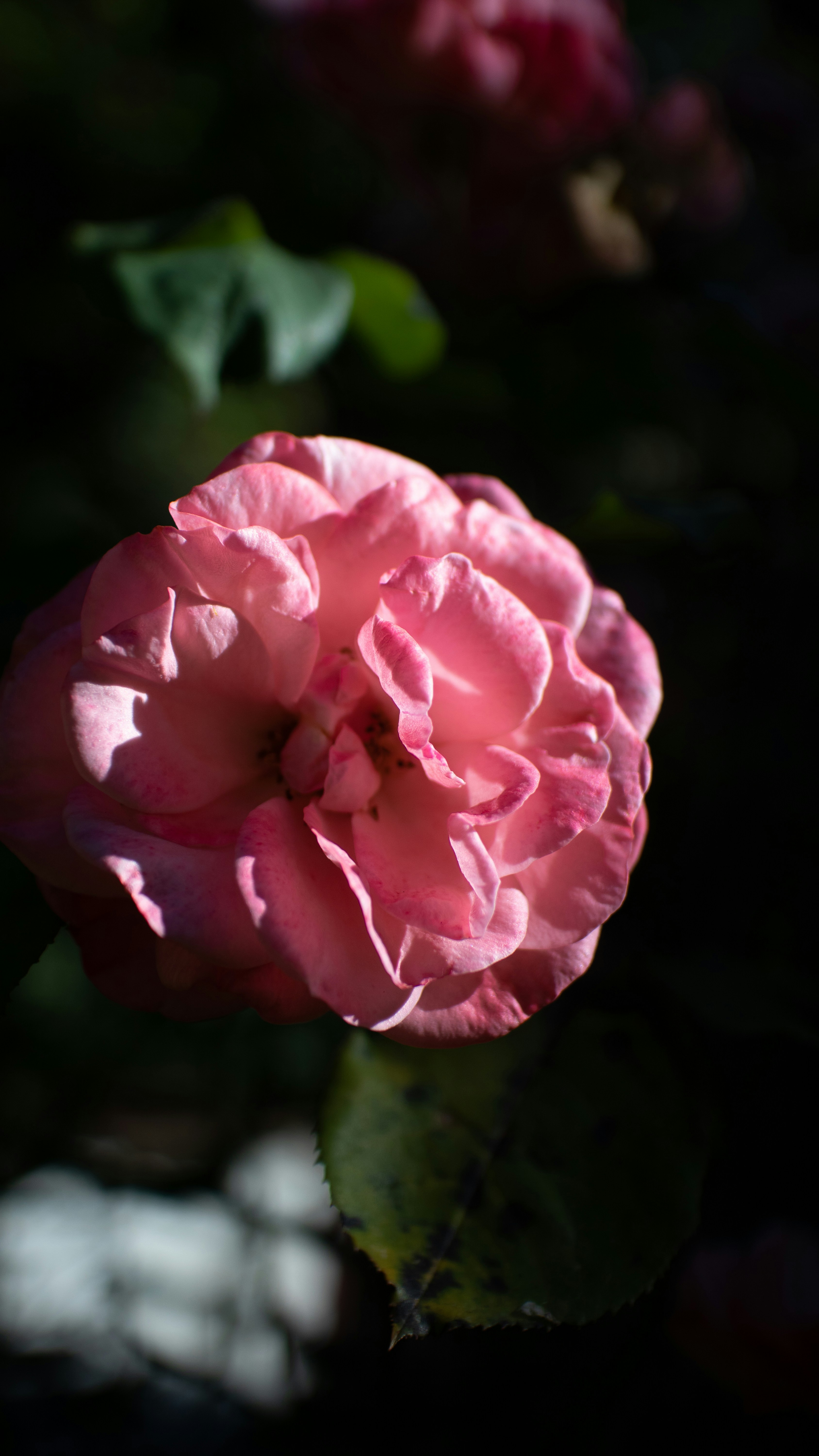 Photo by claire_zhu_