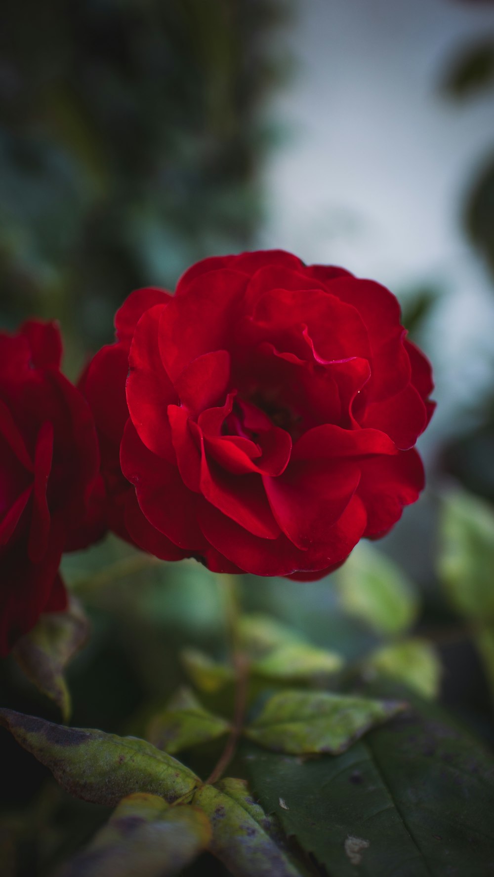 a close up of a red rose