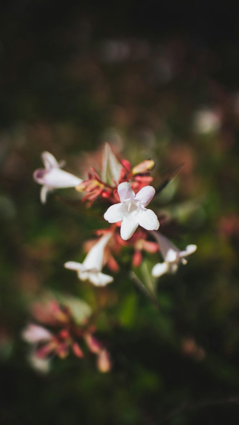 a close up of flowers