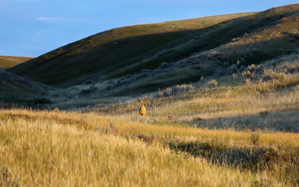 a group of deer in a grassy field