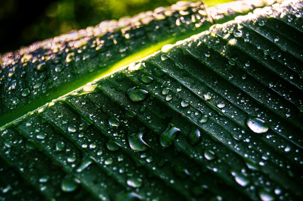 a close up of a leaf