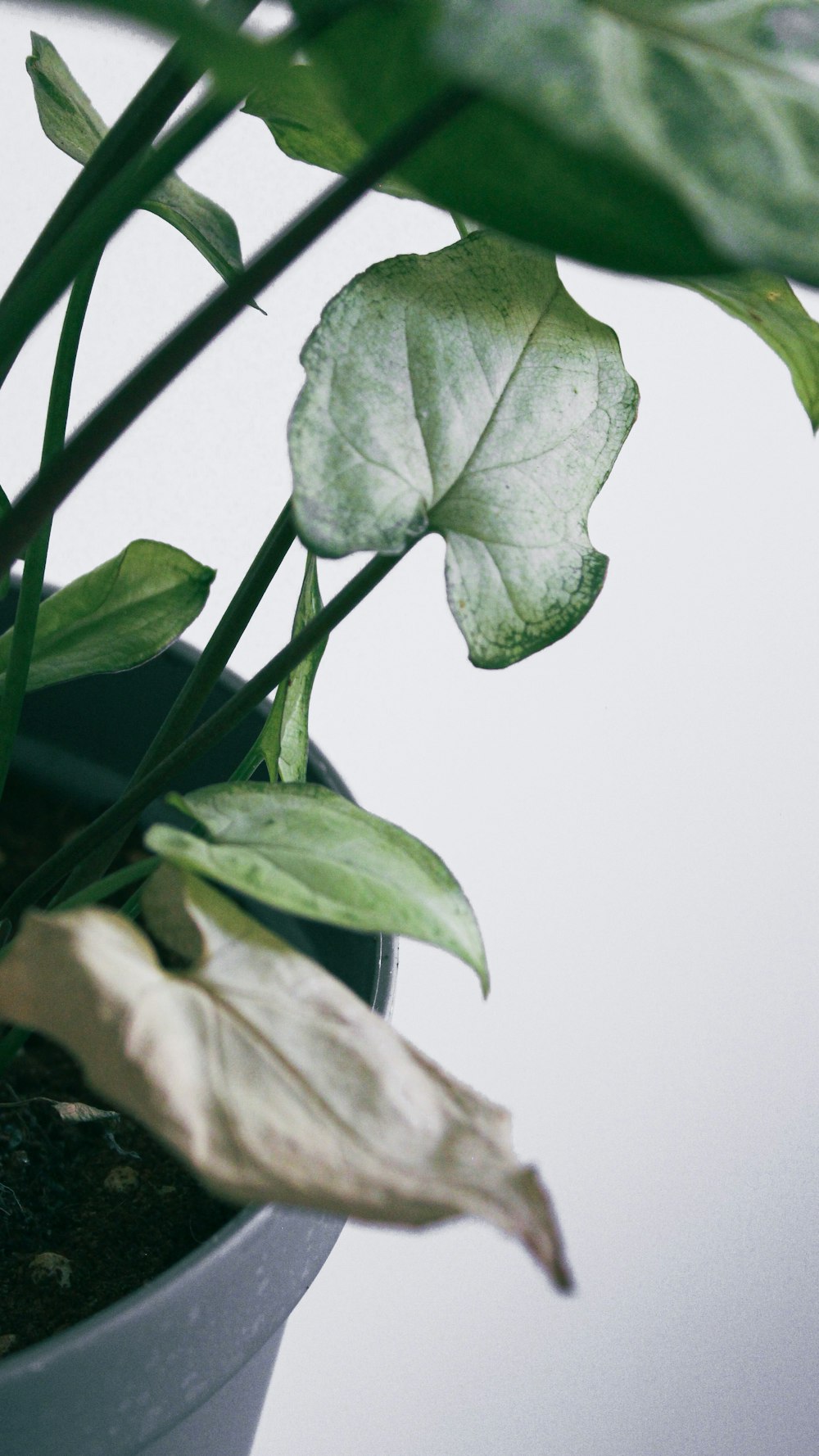 a bird on a plant