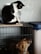 A black and white cat is sitting on top of a cage, looking down. Inside the cage, a brown dog is looking upwards towards the cat. The wall in the background is textured, and there are some storage items visible beside the cage.
