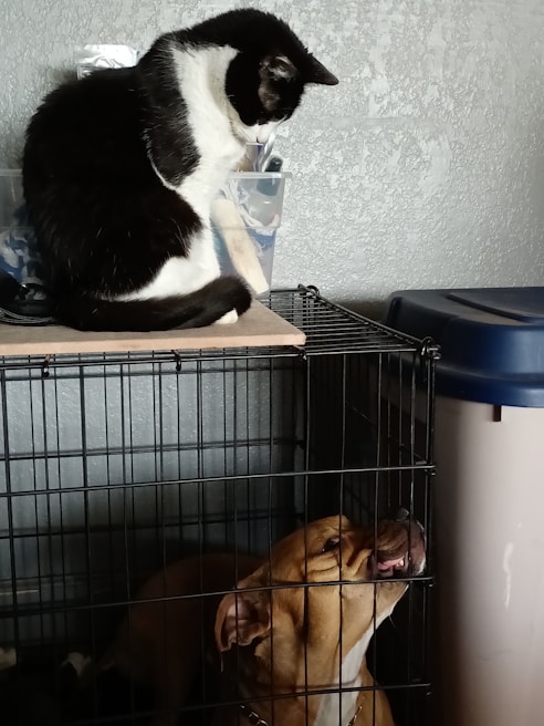 A black and white cat is sitting on top of a cage, looking down. Inside the cage, a brown dog is looking upwards towards the cat. The wall in the background is textured, and there are some storage items visible beside the cage.