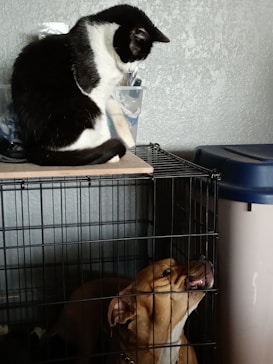 A black and white cat is sitting on top of a cage, looking down. Inside the cage, a brown dog is looking upwards towards the cat. The wall in the background is textured, and there are some storage items visible beside the cage.