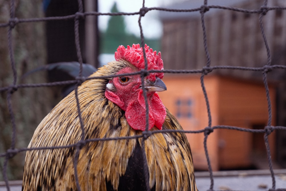 a rooster in a cage