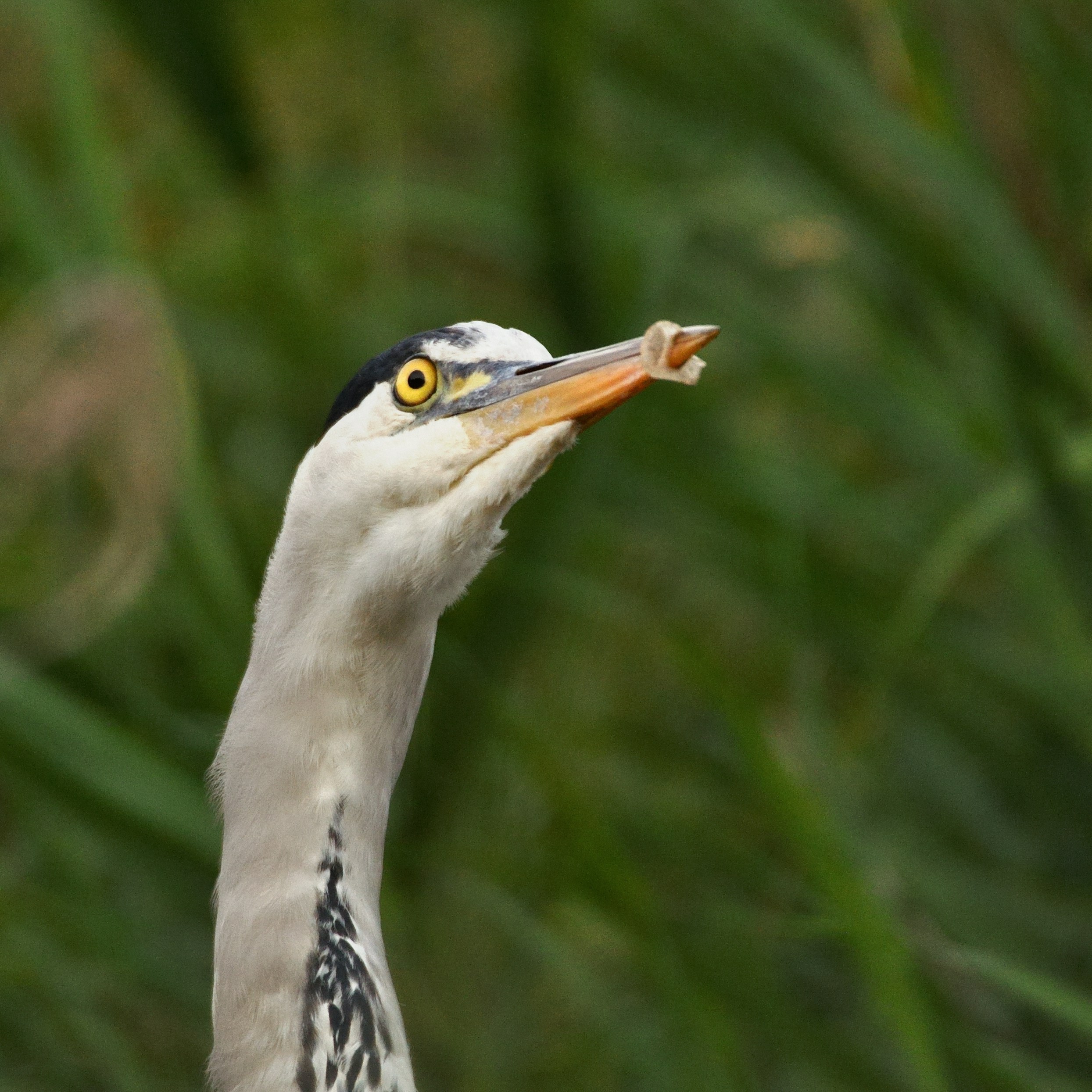 a bird with a long beak