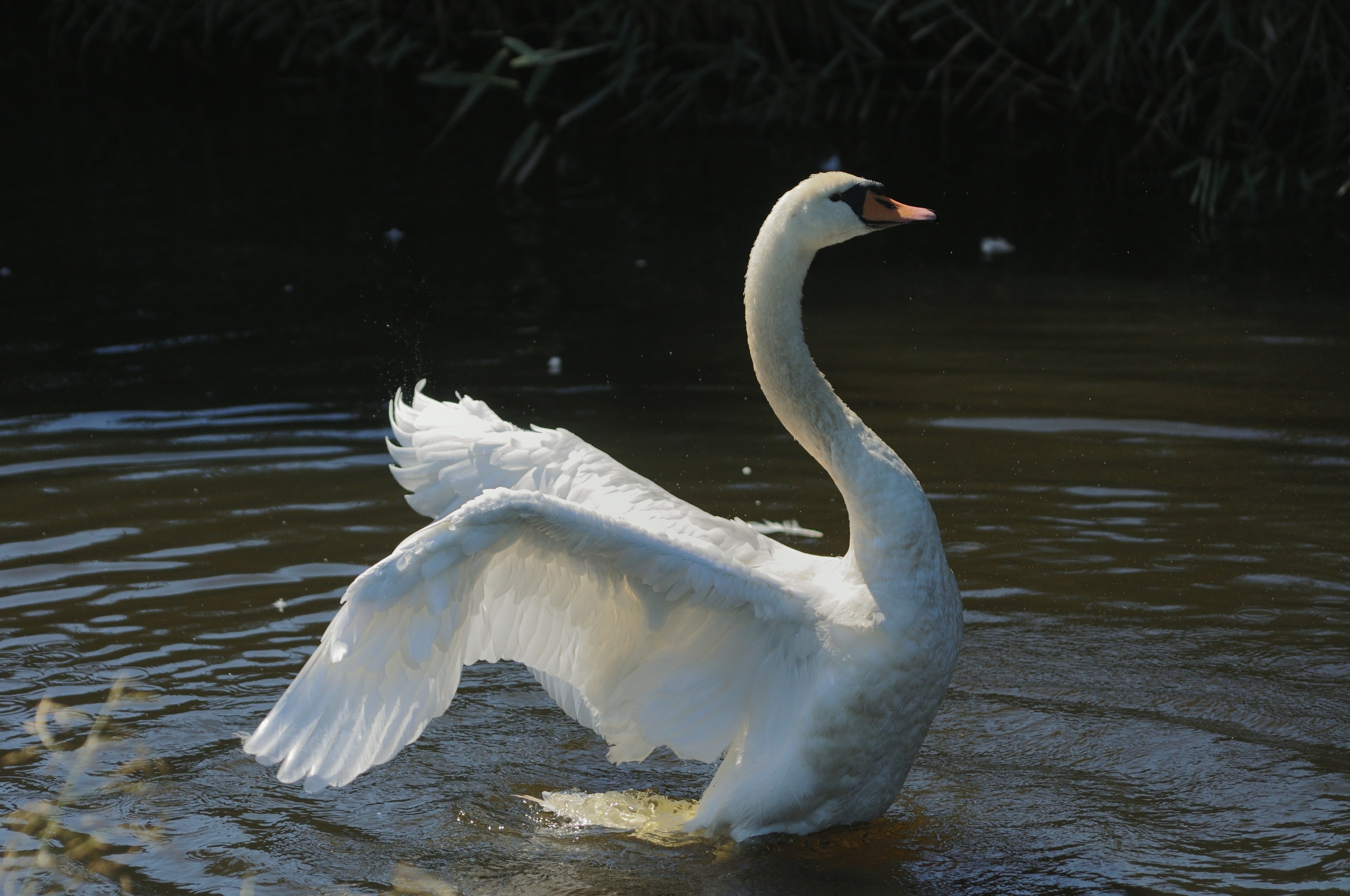 a white swan in water