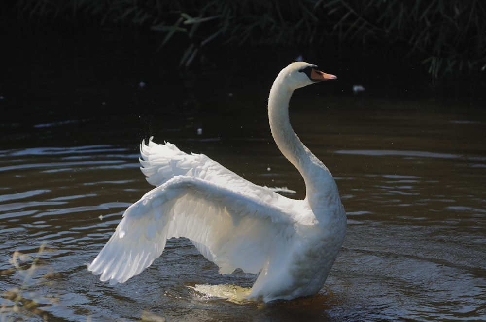 um cisne branco na água