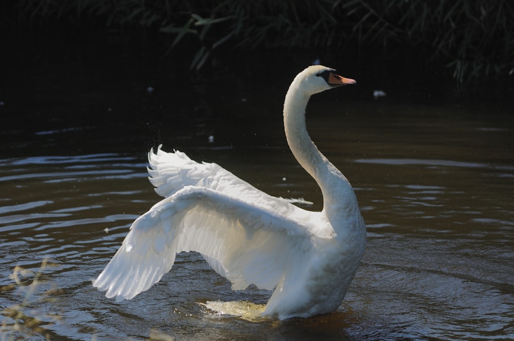 a white swan in water