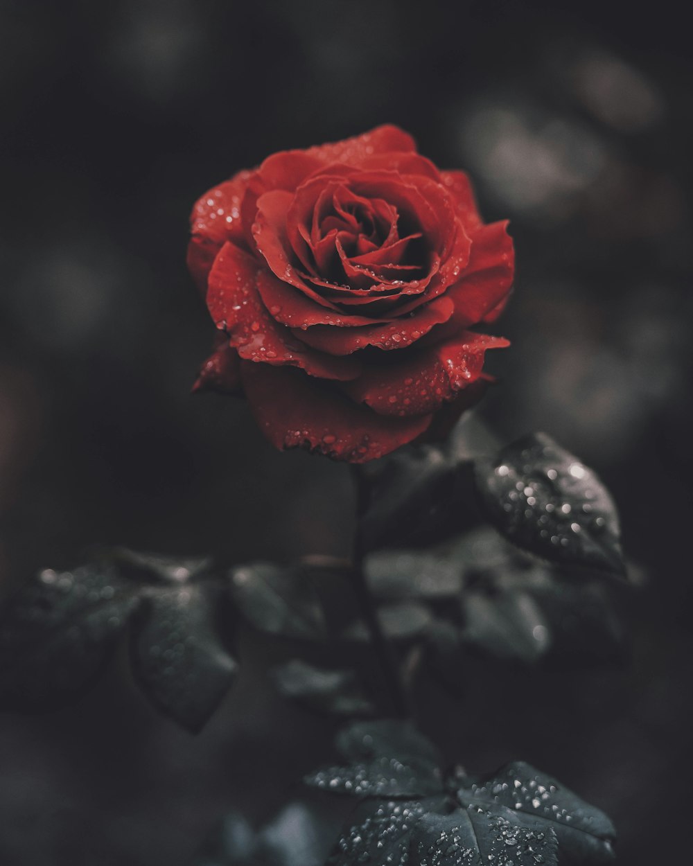 a red rose on a black background
