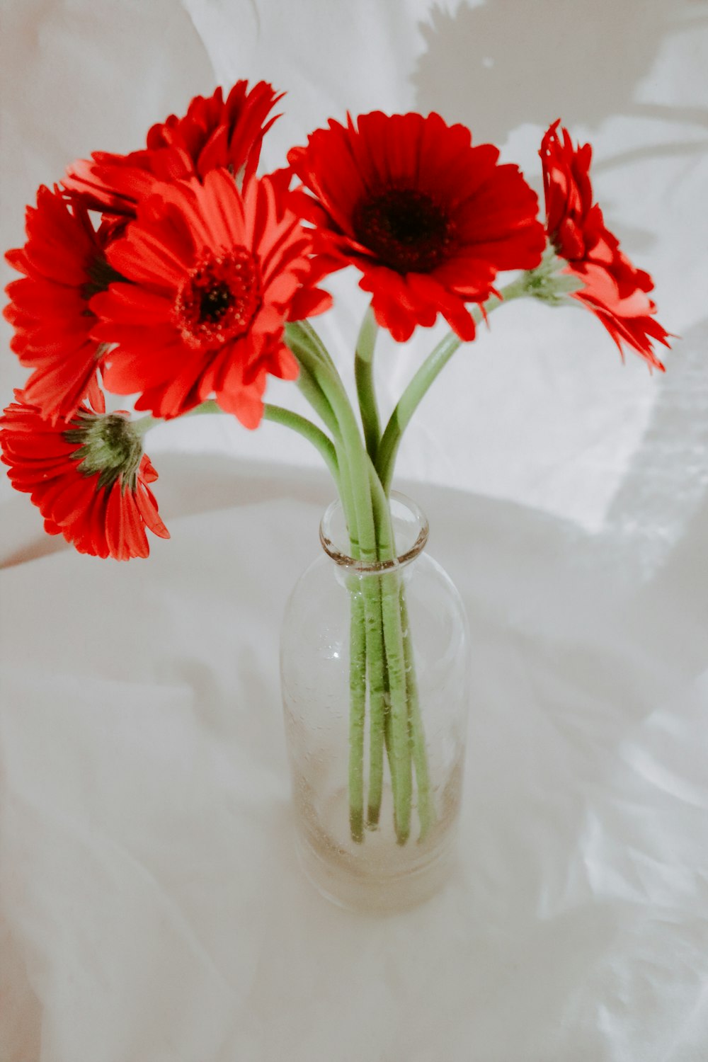 a vase with red flowers