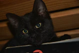 A mischievous black cat peeking out from behind a stack of books, ready to pounce.