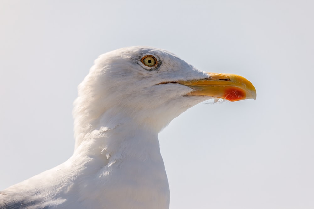 a white bird with yellow eyes