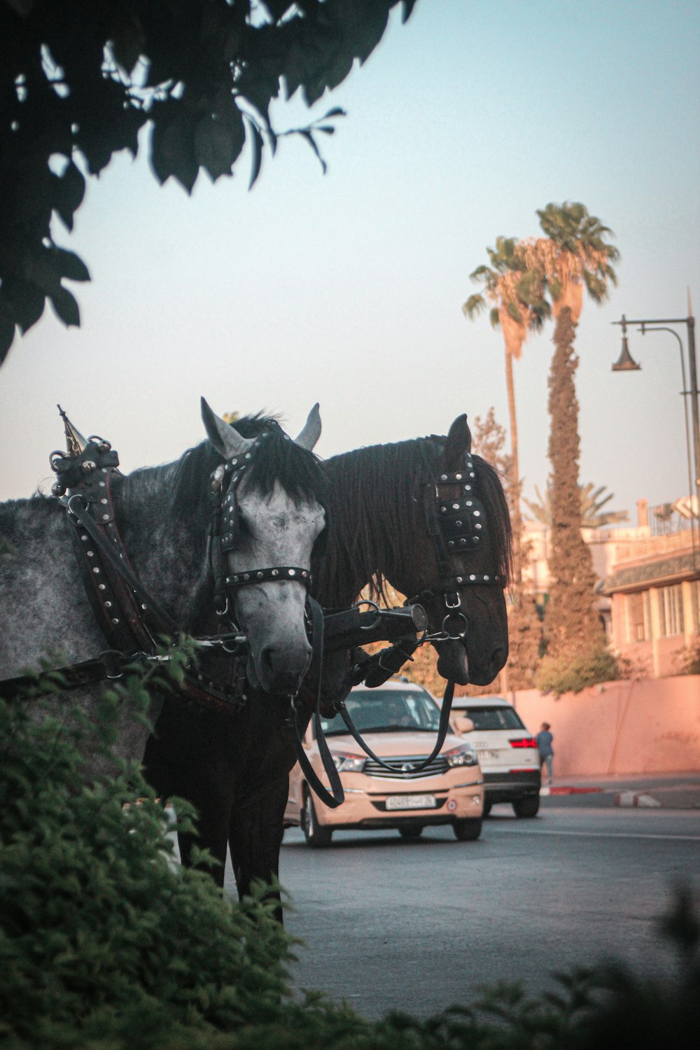 horses pulling a car