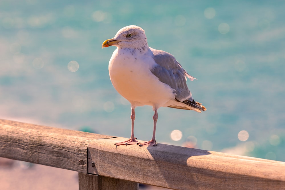 a bird standing on a railing