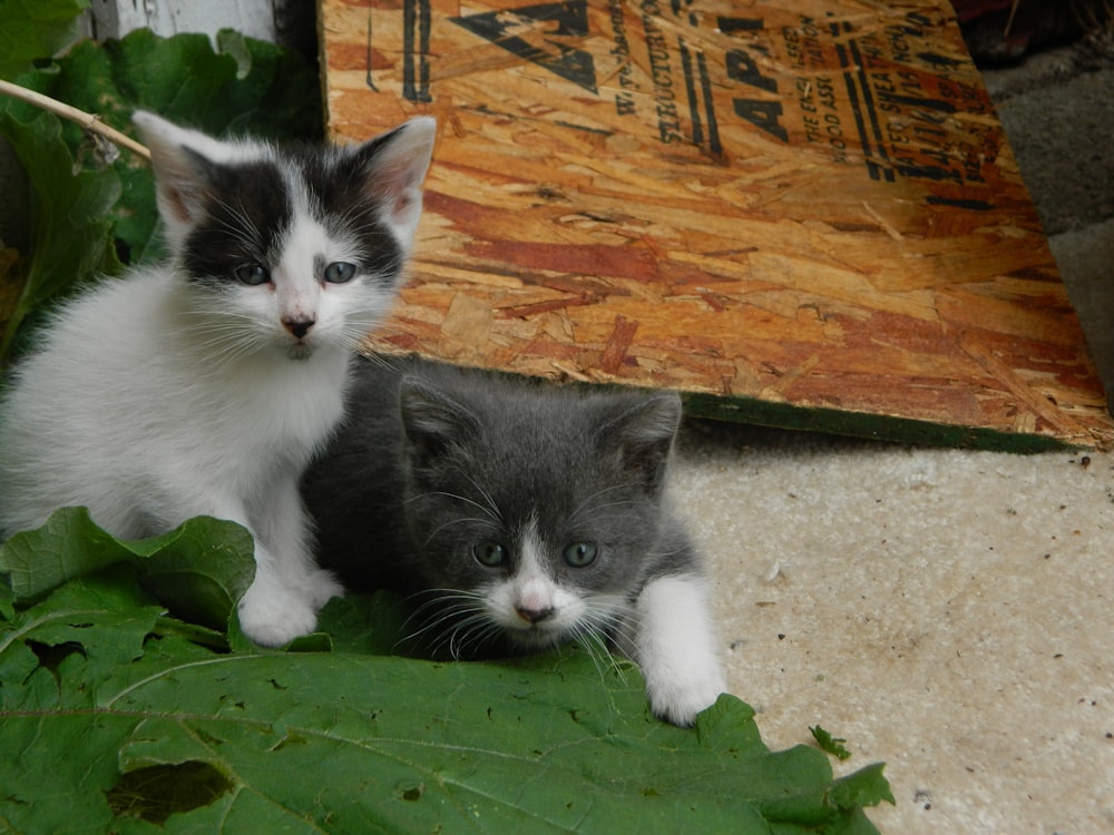 a couple of kittens sitting on a ledge next to a plant