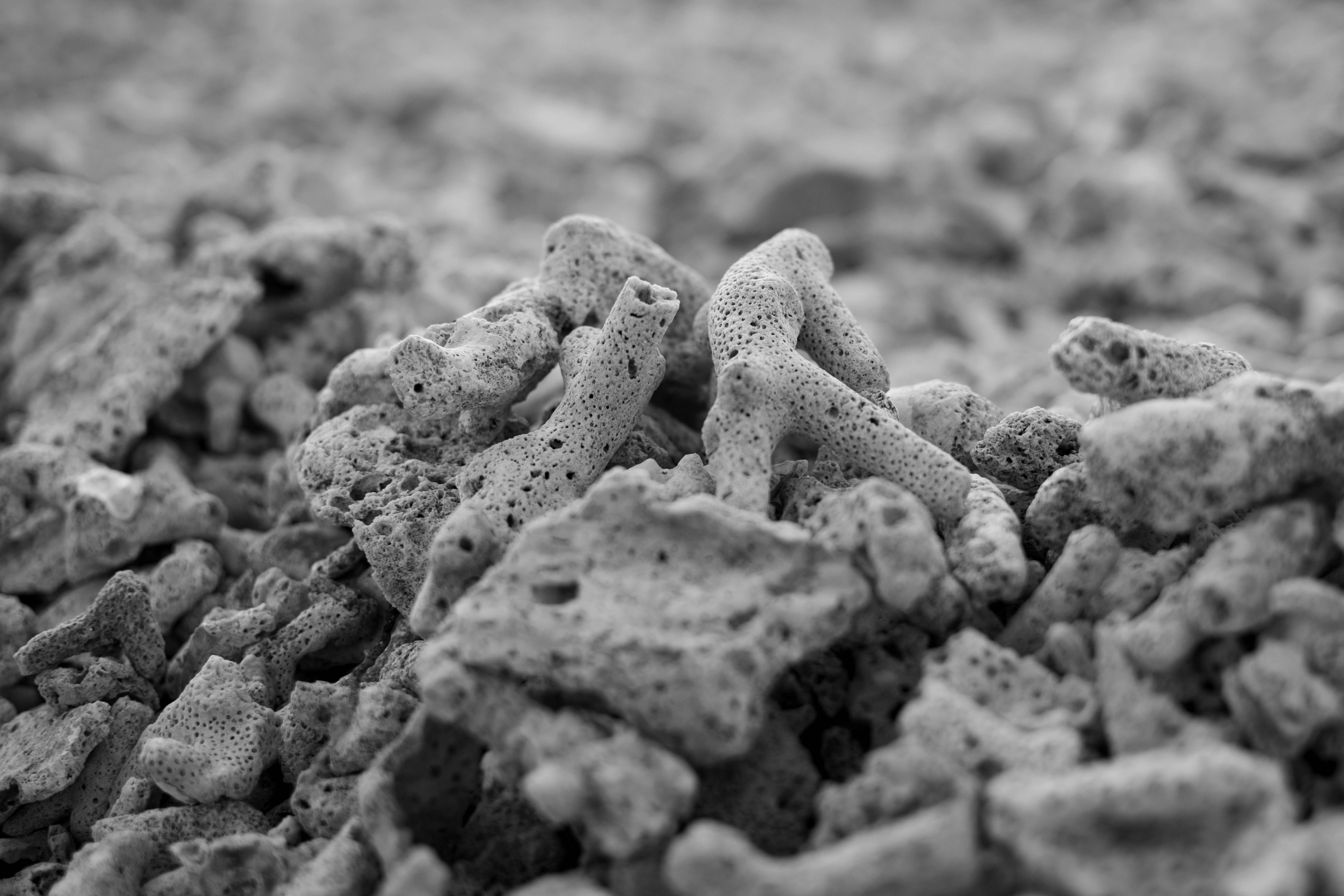a close-up of a desert