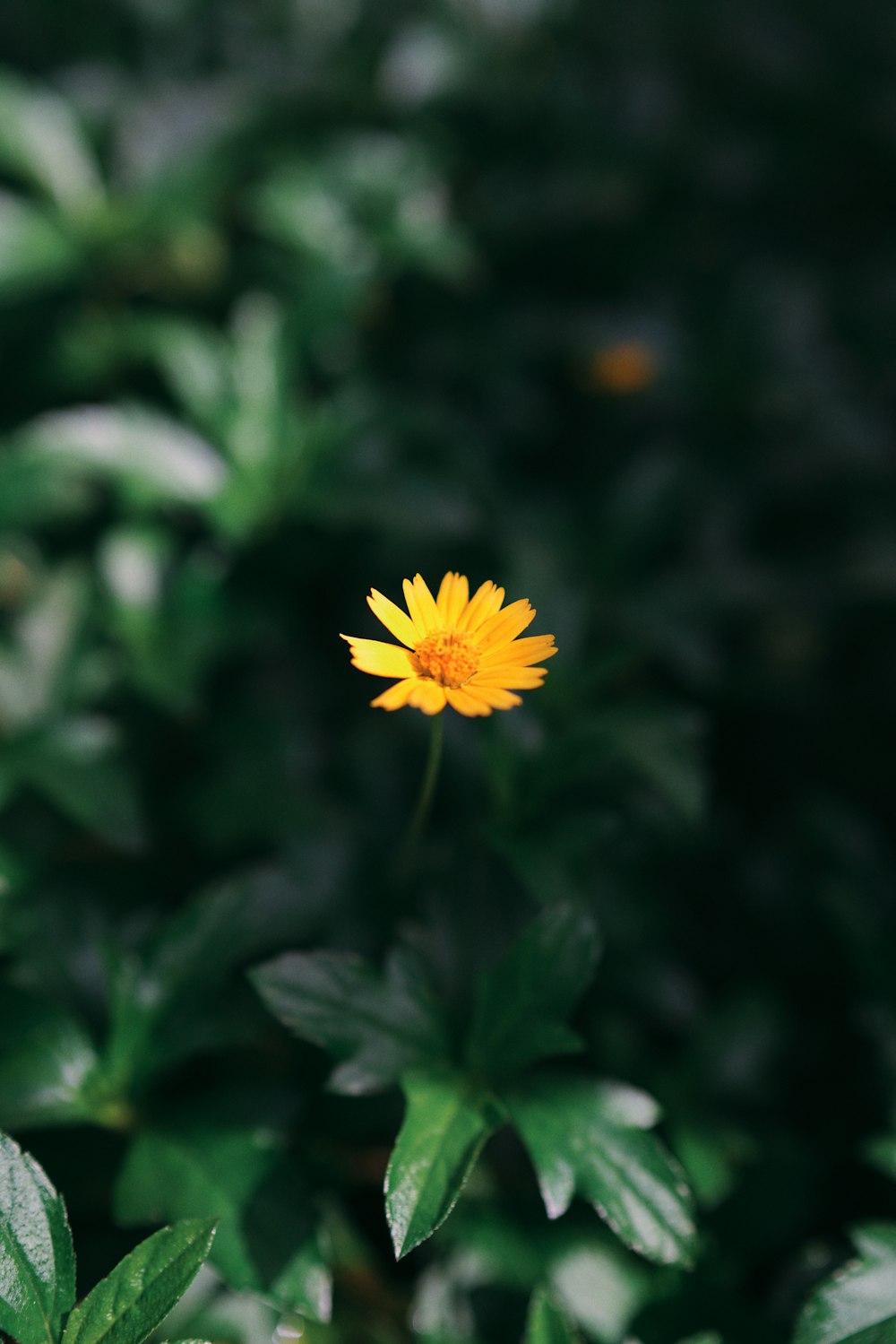 una flor amarilla en un arbusto