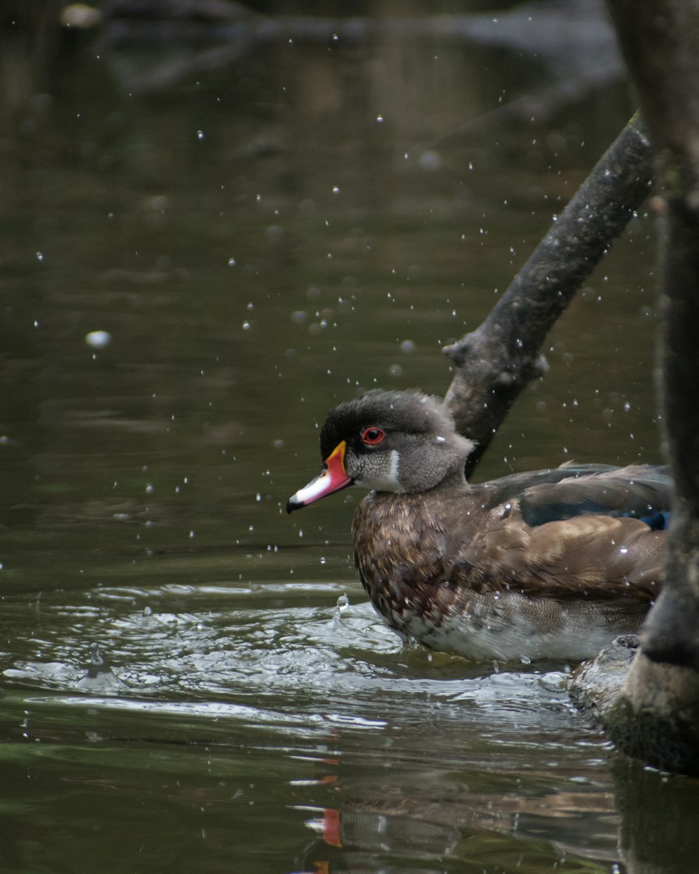 a bird in the water