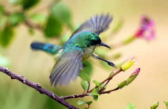 Sue capturing a vibrant tropical bird perched on a lush green branch near the shoreline.