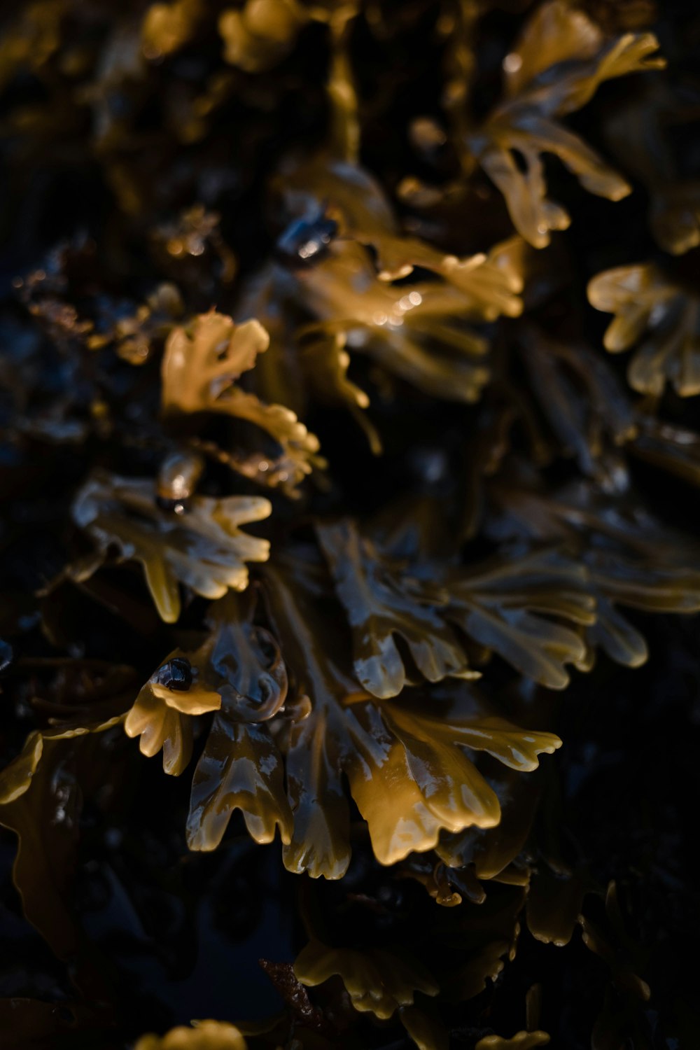 a close up of a plant