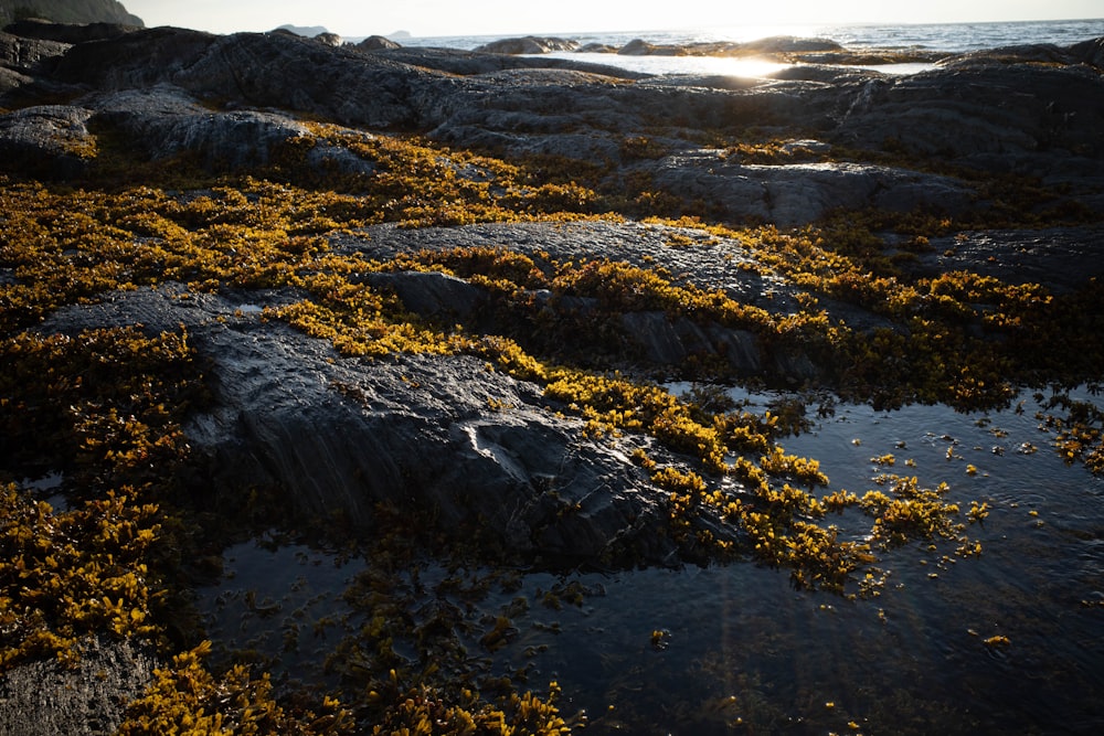 a rocky beach with yellow and orange leaves