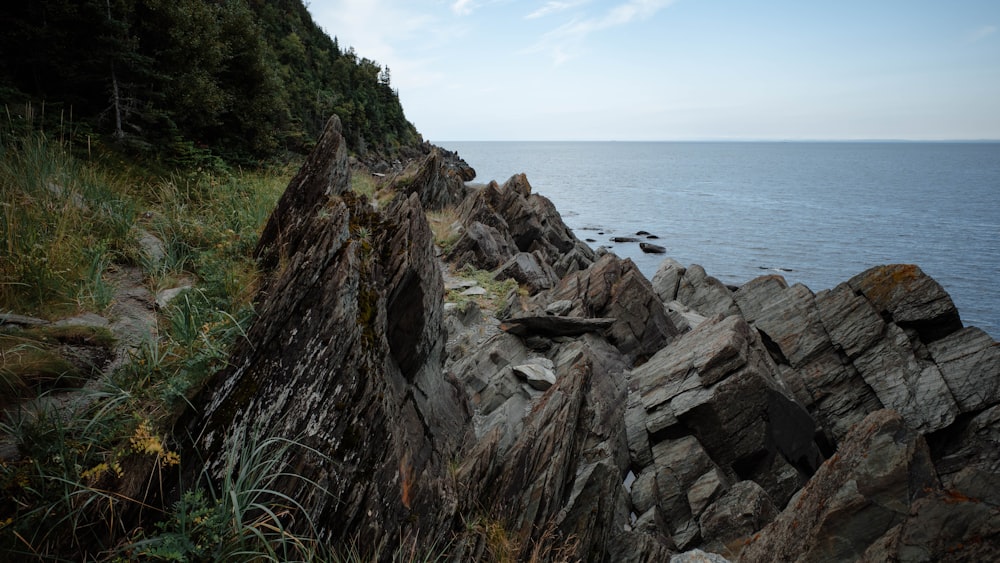 a rocky shoreline with trees and water