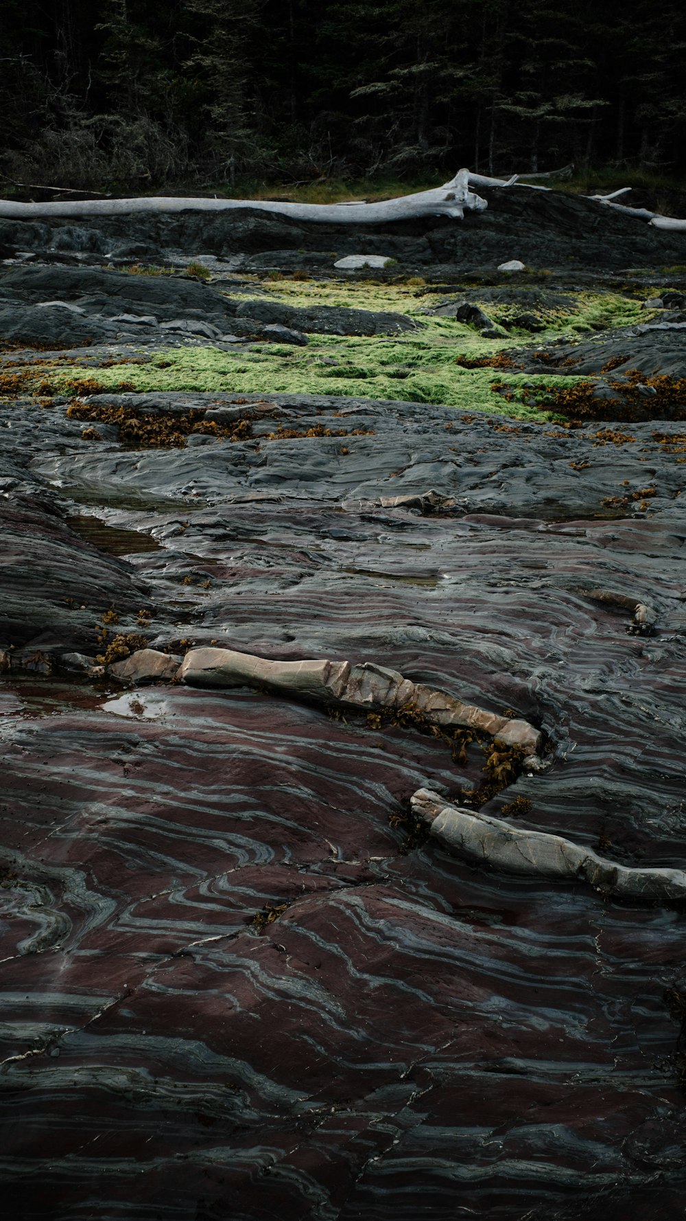 a river with a log in the middle