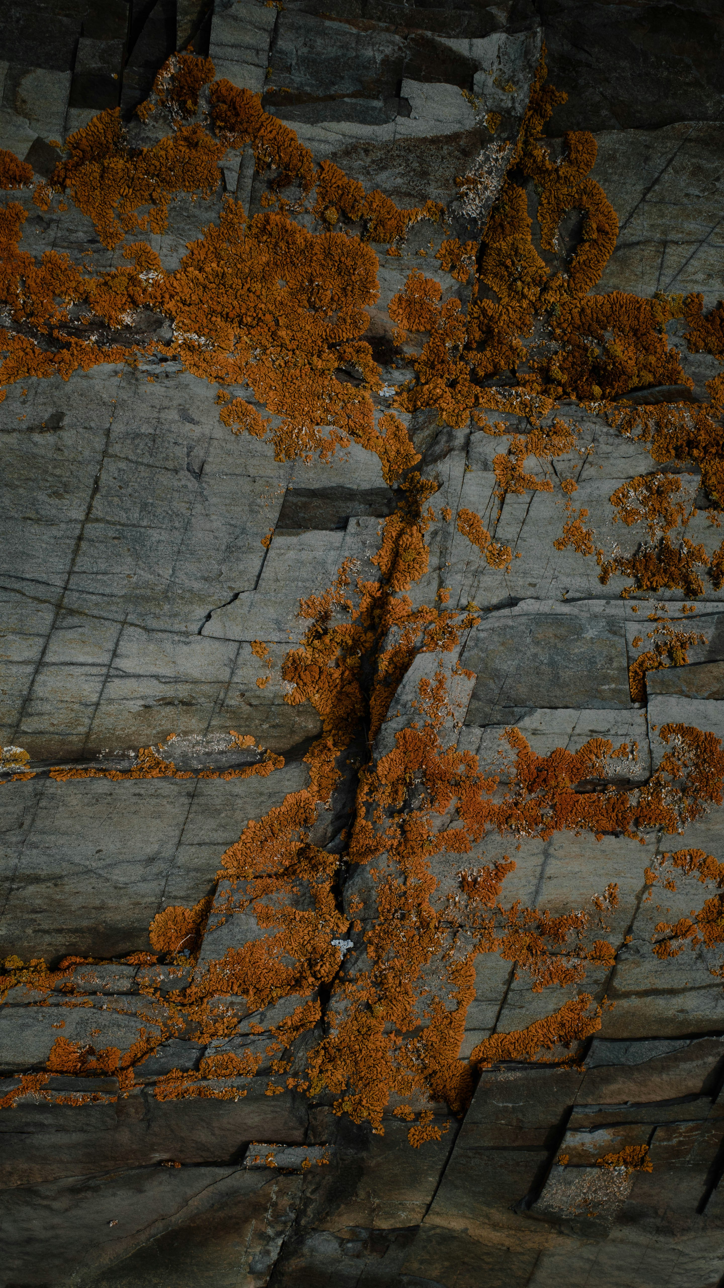 a tree with orange leaves