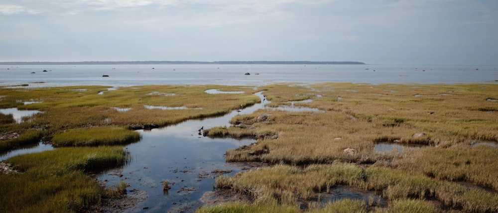 a marshy area with water in the background