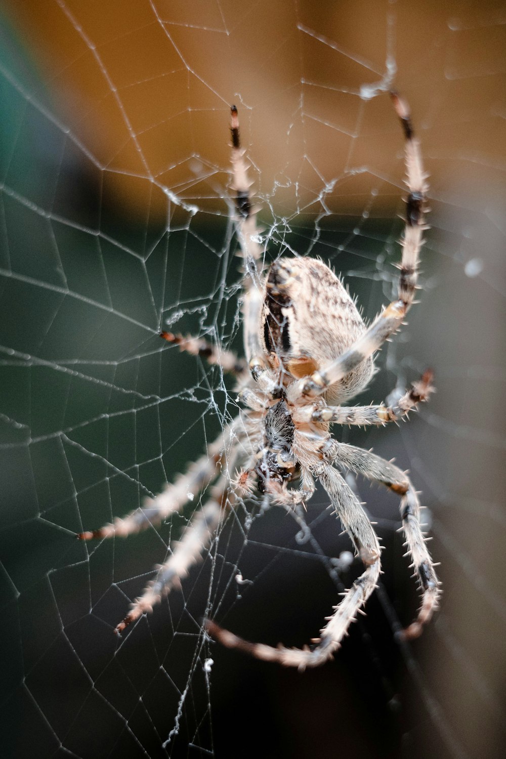 a spider on a web