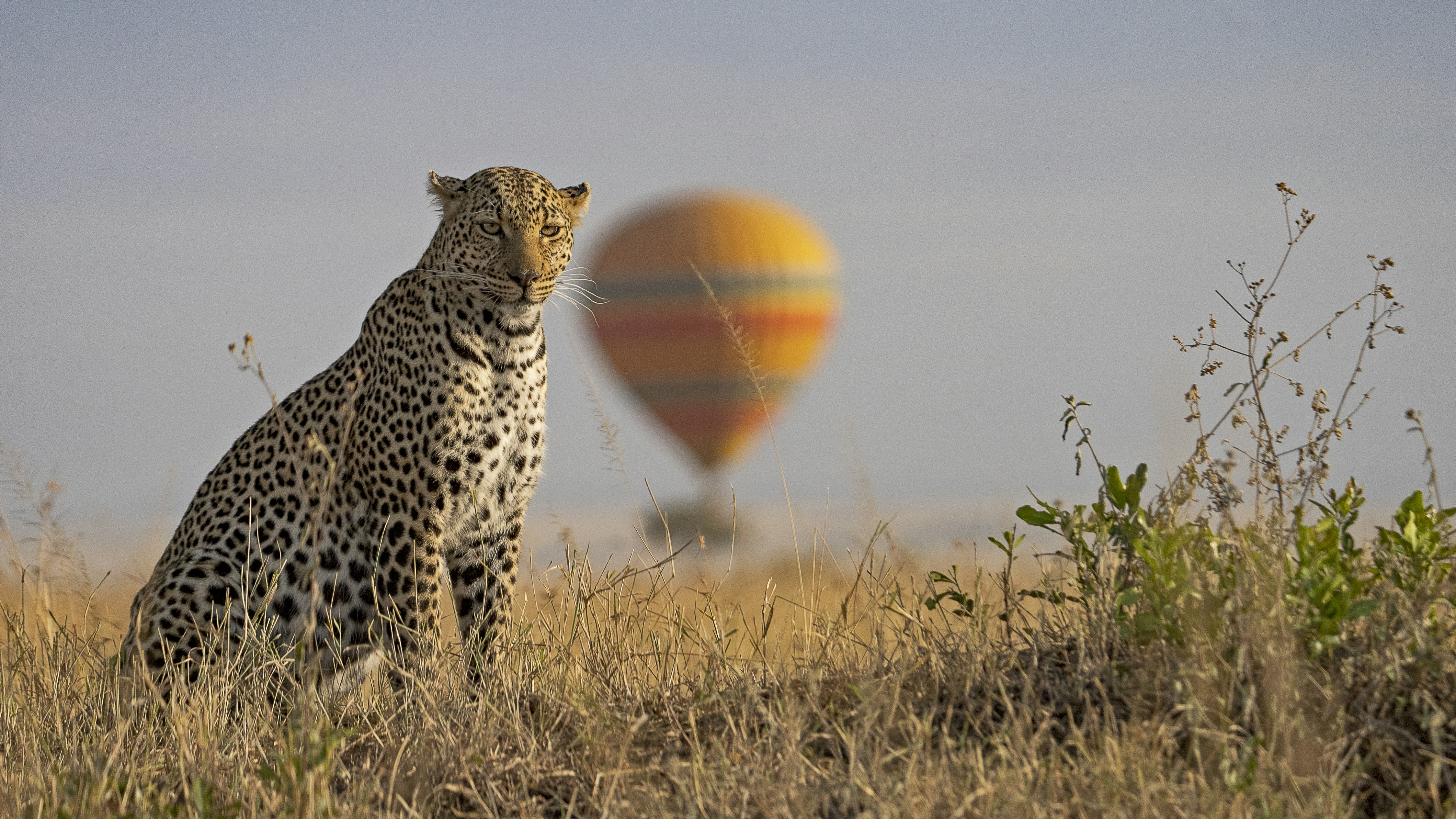 Responsible Wildlife Tourism