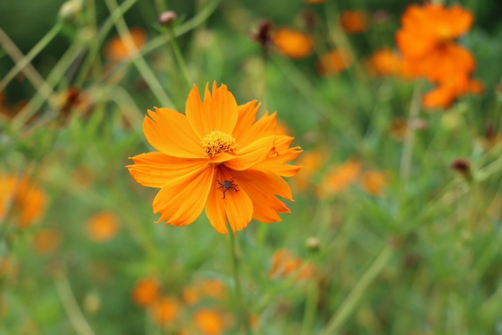 a close up of a flower