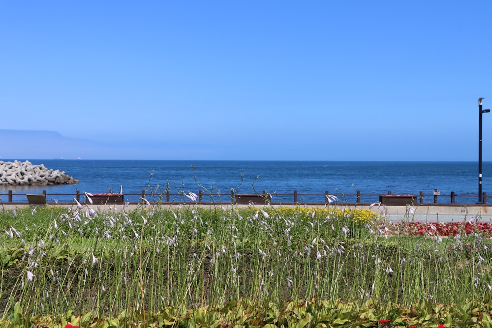 a beach with flowers and grass