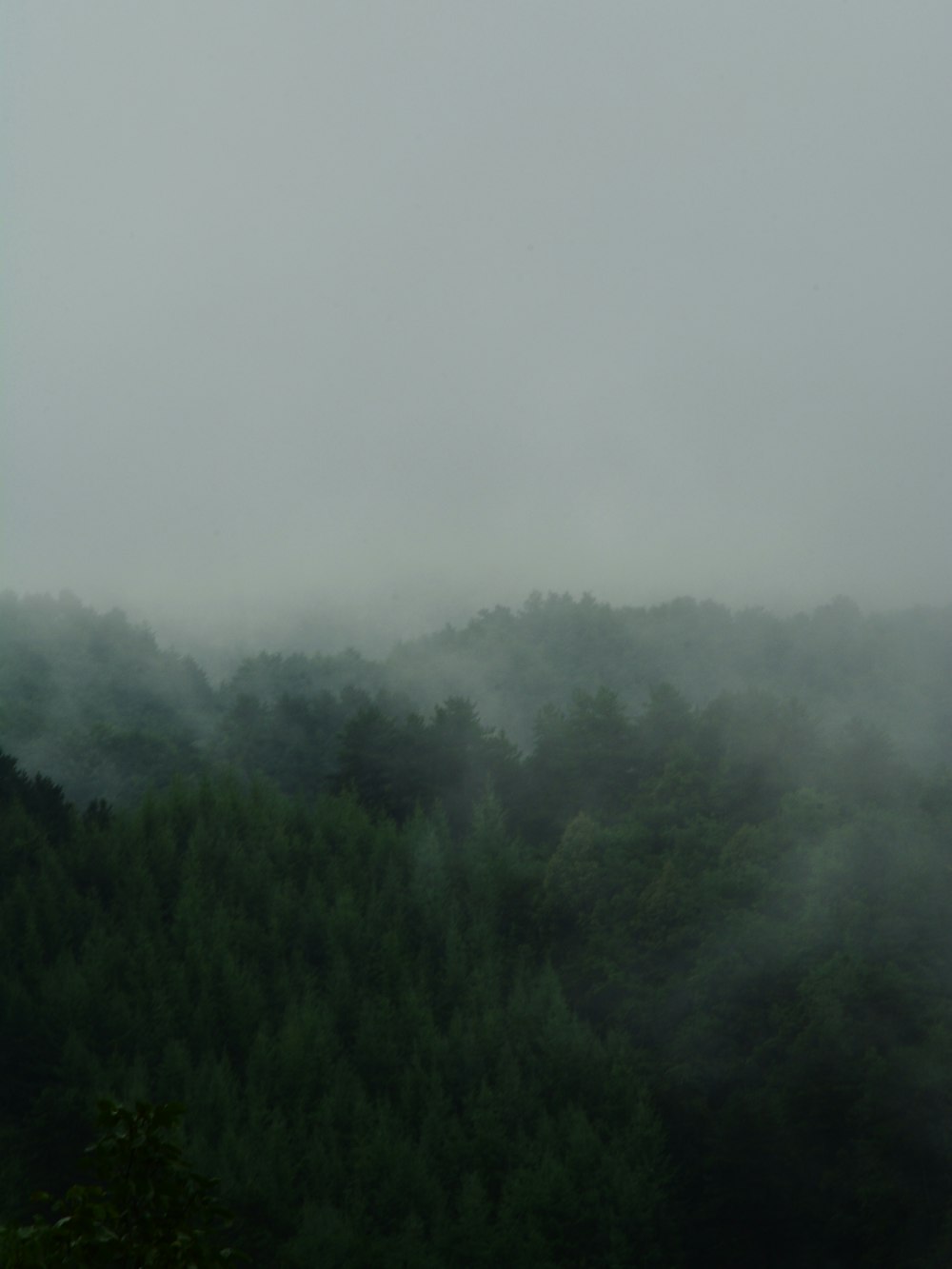 a forest with fog