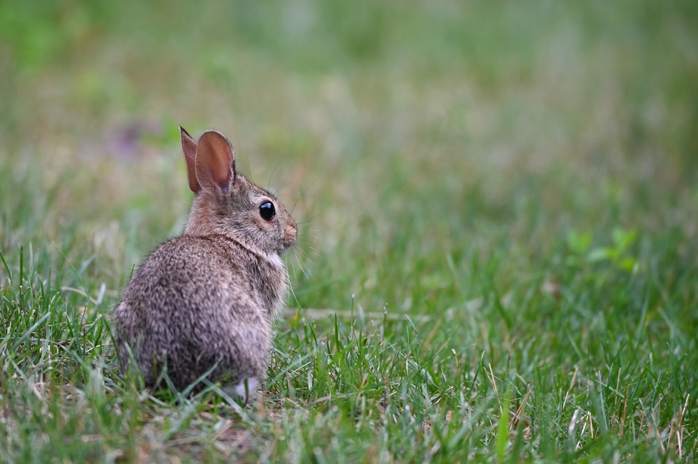 a rabbit in a grassy field